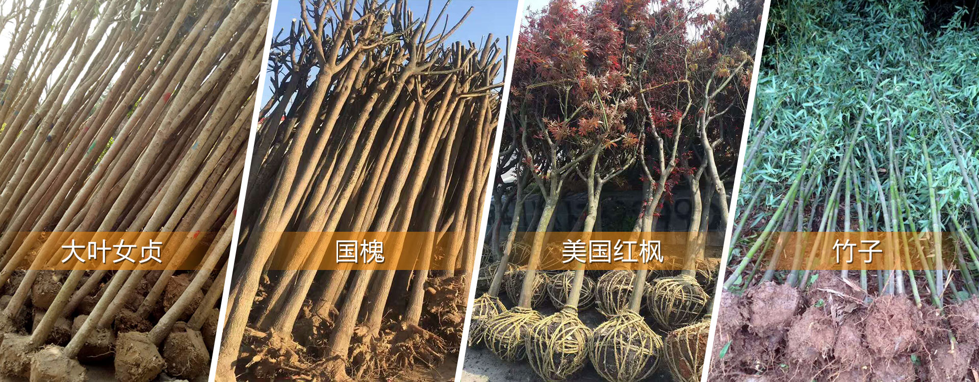 花卉盆栽苗木种植,盆栽苗木基地批发