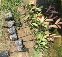 红叶石楠