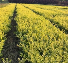 工程绿化苗木种植基地