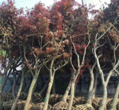 美国红枫