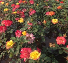 花卉苗木种植供应