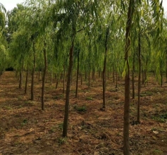 花卉苗木种植批发