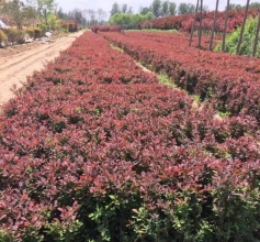 花卉苗木种植厂家