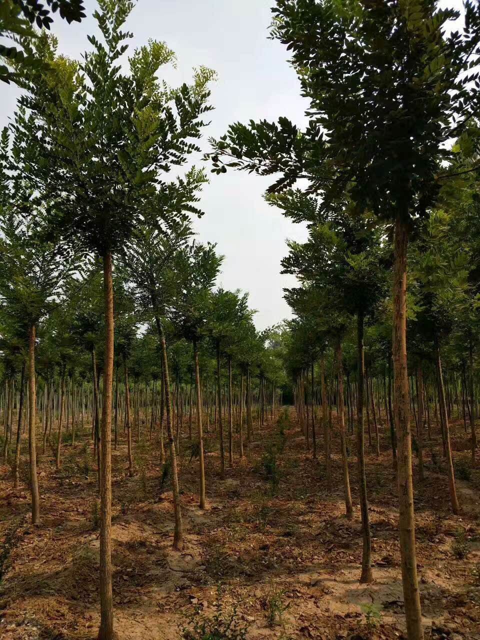 7花卉苗木种植批发-1 (1)