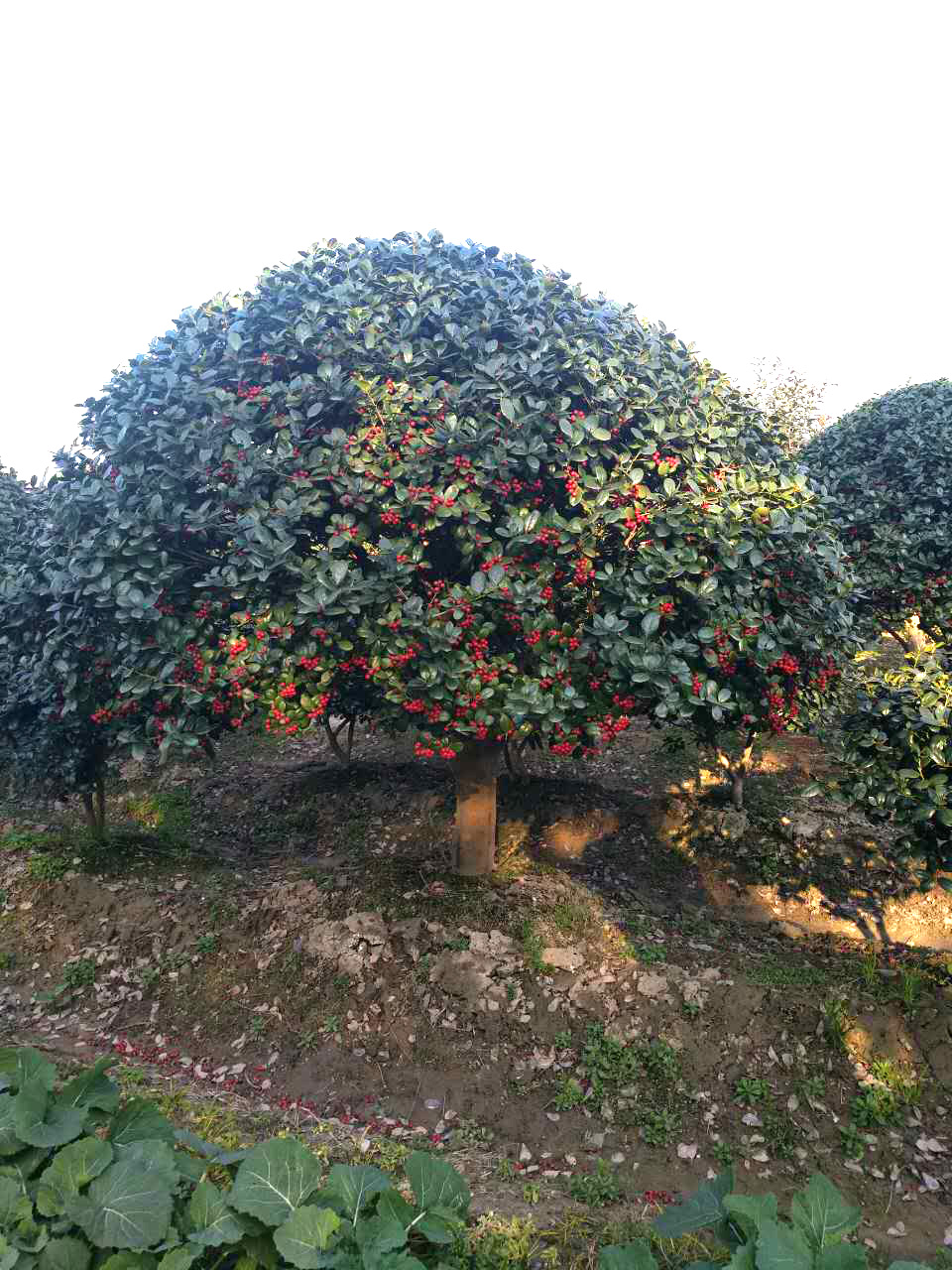 5无刺枸骨球-1