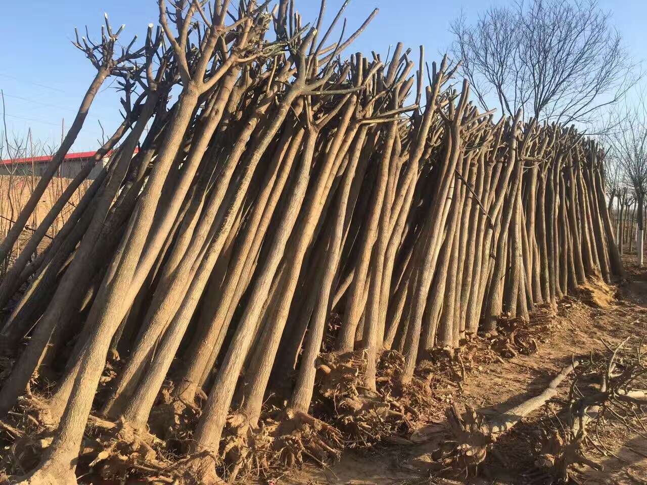 2槐树-1